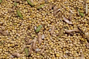 Brasil pode ter safra recorde de grãos em 2022, diz nova estimativa da Conab