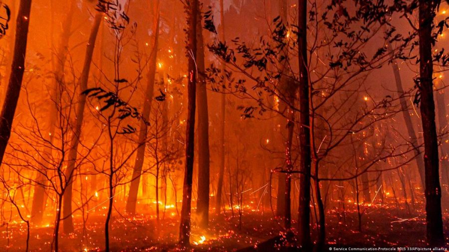 Onda de calor extremo já provocou mil mortes na Europa