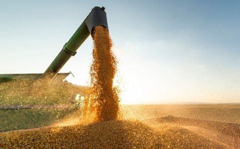 MT:  MILHO E SORGO:  Colheita de milho supera 85% das áreas em Mato Grosso, diz Imea