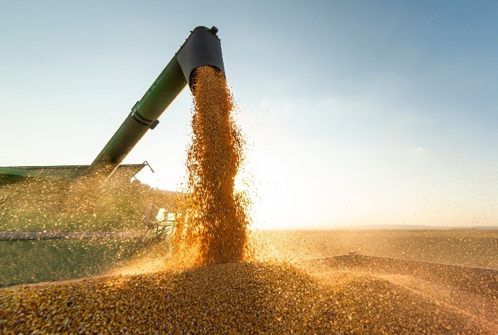 MT:  MILHO E SORGO:  Colheita de milho supera 85% das áreas em Mato Grosso, diz Imea
