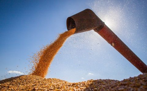 MILHO E SORGO:  Além da China, mais um grande comprador quer milho brasileiro