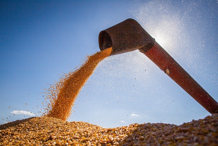 MILHO E SORGO:  Além da China, mais um grande comprador quer milho brasileiro
