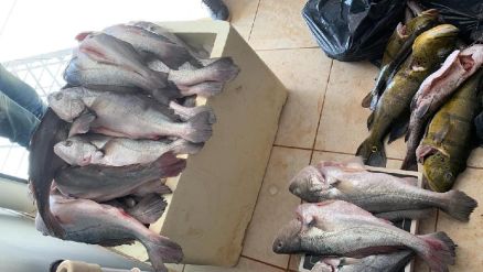 Polícia Civil apreende 373 quilos de pescados fora da medida e prende dez pessoas em flagrante