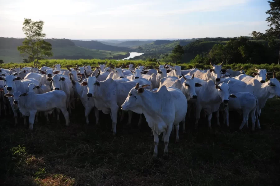 MT:  MAIOR PARTE DA PECUÁRIA É FORMADA POR PEQUENOS PRODUTORES