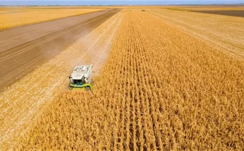 MT:  COLHEITA DO MILHO SAFRINHA CHEGA À RETA FINAL EM MT