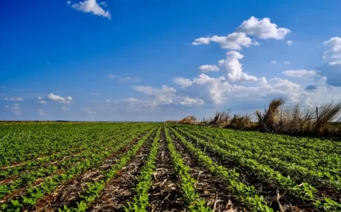 MT:   Aprosoja MT destaca papel da ciência no campo como pilar da sustentabilidade em Mato Grosso