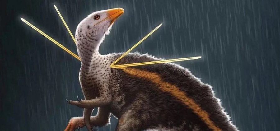 Brasil recupera fóssil de 1º dinossauro com penas; relíquia estava na Alemanha