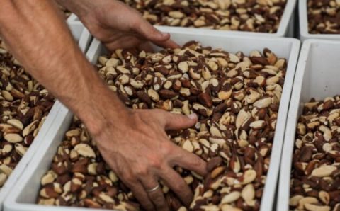 MT:  Planos de gestão da sociobiodiversidade podem beneficiar cerca de 7 mil famílias agricultoras em MT