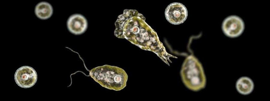 Conheça os riscos que uma ameba comedora de cérebros traz, seus sintomas e como prevenir