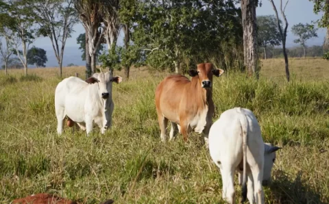 Mapa institui Grupo de Trabalho para avançar na Rastreabilidade de Bovinos e Bubalinos