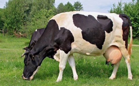 Conexão Agro:  Insumos aumentam preço do leite para o produtor rural