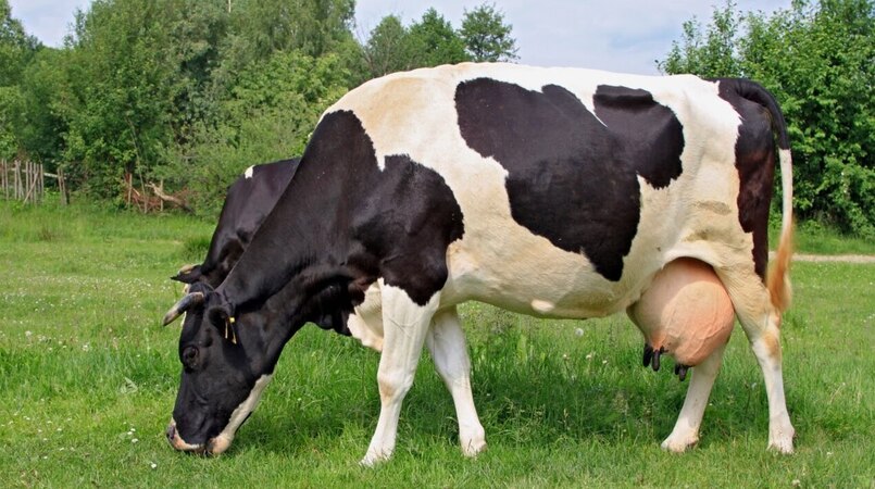 Conexão Agro:  Insumos aumentam preço do leite para o produtor rural