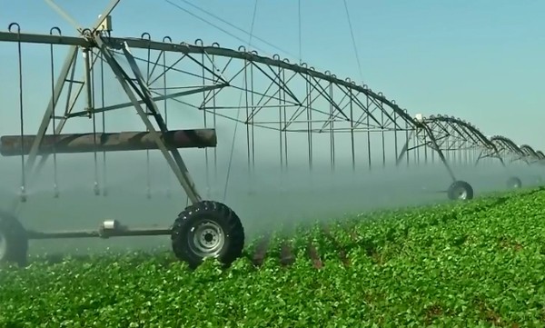 MT:   Estudos mostram viabilidade da cultura do Feijão para cooperativas em Mato Grosso