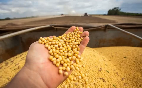 Soja: disputa por farelo de soja aumenta; preços voltam a subir