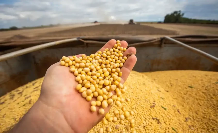 Soja: disputa por farelo de soja aumenta; preços voltam a subir