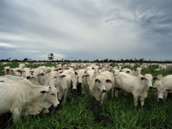 MT:  Vigilância Sanitária monitora área com caso de raiva animal em Lucas do Rio Verde