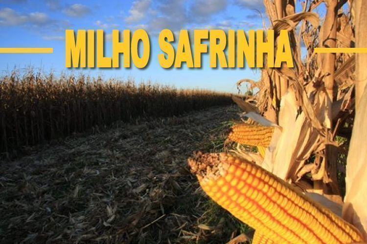 MT:  Milho safrinha: Mato Grosso é o estado mais adiantado