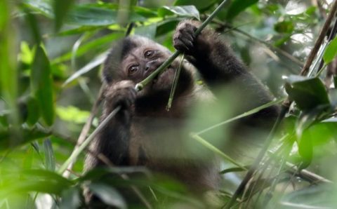 OMS condena ataques a macacos no Brasil por medo de varíola