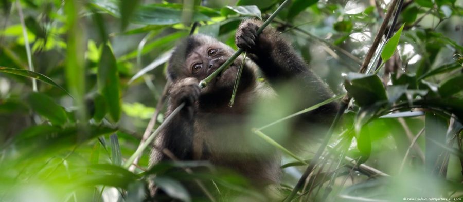 OMS condena ataques a macacos no Brasil por medo de varíola