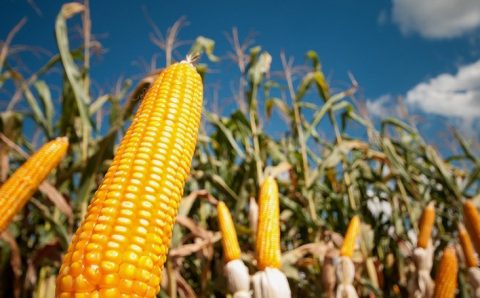 Brasil produz acima da média, mas safra mundial de milho tem redução
