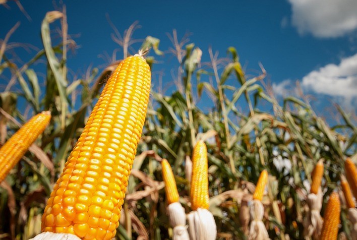 MT:  Conexão Agro:   Produção de milho no Mato Grosso dobra em apenas dez anos