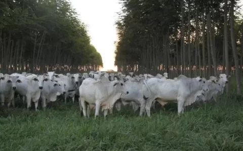 Governo amplia acesso ao crédito para melhoramento genético da pecuária sustentável