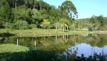 Serviço Florestal abre consulta para concessão de floresta no Amazonas