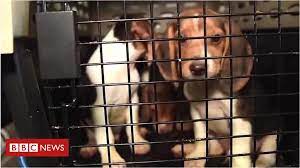 O resgate de 4 mil cães que seriam usados como cobaias