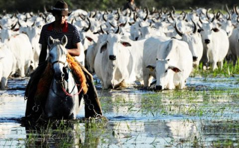 MT:  LEI É SANCIONADA É QUESTIONADA:  Pecuária extensiva no Pantanal é permitida; órgão aponta riscos