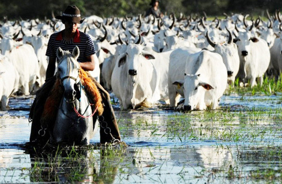 MT:  LEI É SANCIONADA É QUESTIONADA:  Pecuária extensiva no Pantanal é permitida; órgão aponta riscos