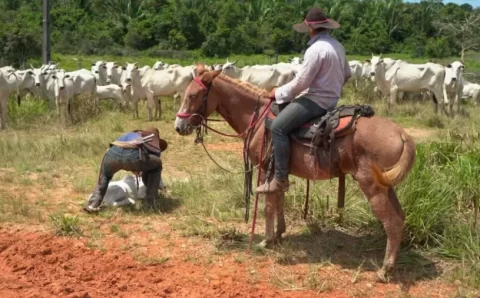 Renda dos trabalhadores da agropecuária foi a que mais cresceu nos últimos dez anos