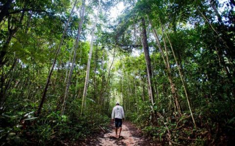 Brasil, Indonésia e Congo unem-se para preservar florestas tropicais