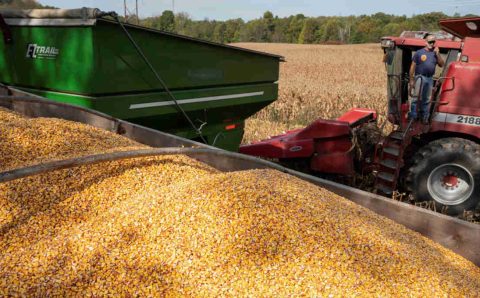 Mato Grosso conclui colheita de milho 2ª safra, diz Imea