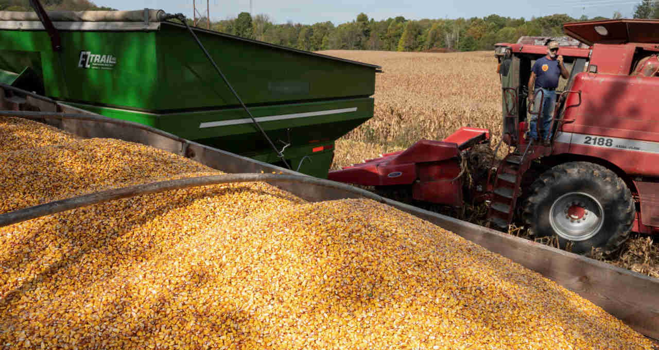 Mato Grosso conclui colheita de milho 2ª safra, diz Imea