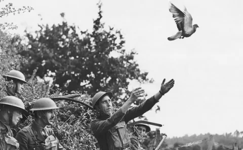 Pombos: a surpreendente inteligência dos heróis de guerra tratados como praga urbana