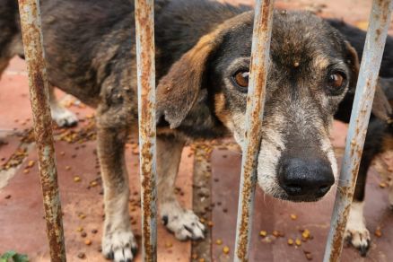 MAUS TRATO: Polícia Civil resgata quatro cães abandonados em casa de Cuiabá