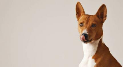 Brasil: Morte de cães, empresa diz que vendeu lotes de propilenoglicol para 7 marcas de alimentação pet
