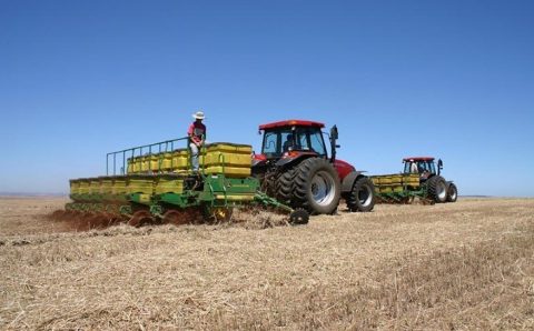 MT:  Soja:  plantio supera média histórica em Mato Grosso