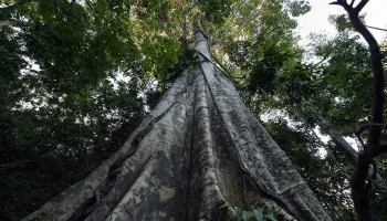 05.09.2022:   Dia da Amazônia:  Conheça a iniciativa para preservar 1,5 milhão de hectares da floresta