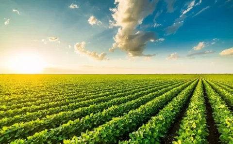 MT ENCERRA SEU 11º ANO CONSECUTIVO LIDERANDO PRODUÇÃO AGRÍCOLA DO PAÍS