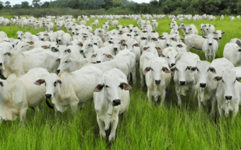 Pará confirma caso de vaca louca no interior do estado