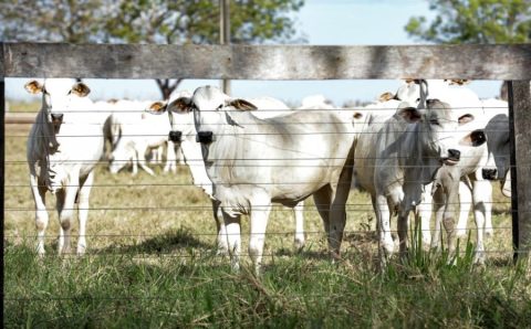 O abate de bovinos em Mato Grosso recuou 3,6%