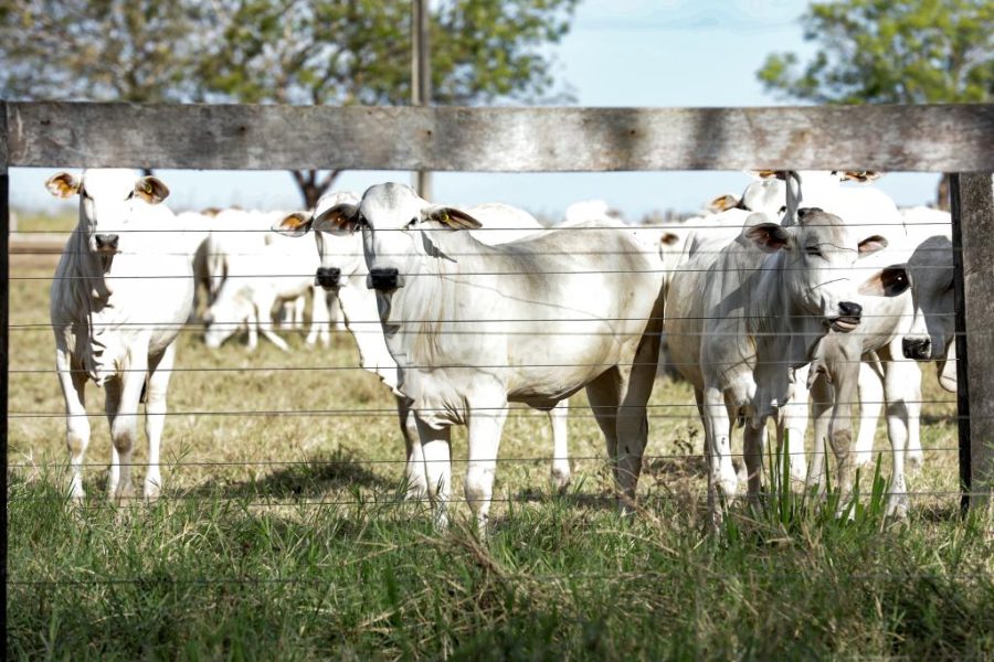 O abate de bovinos em Mato Grosso recuou 3,6%