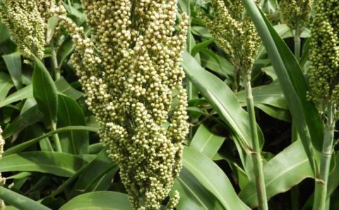 MT:  Dispara a produção de sorgo no Brasil; Mato Grosso tem incremento expressivo de área