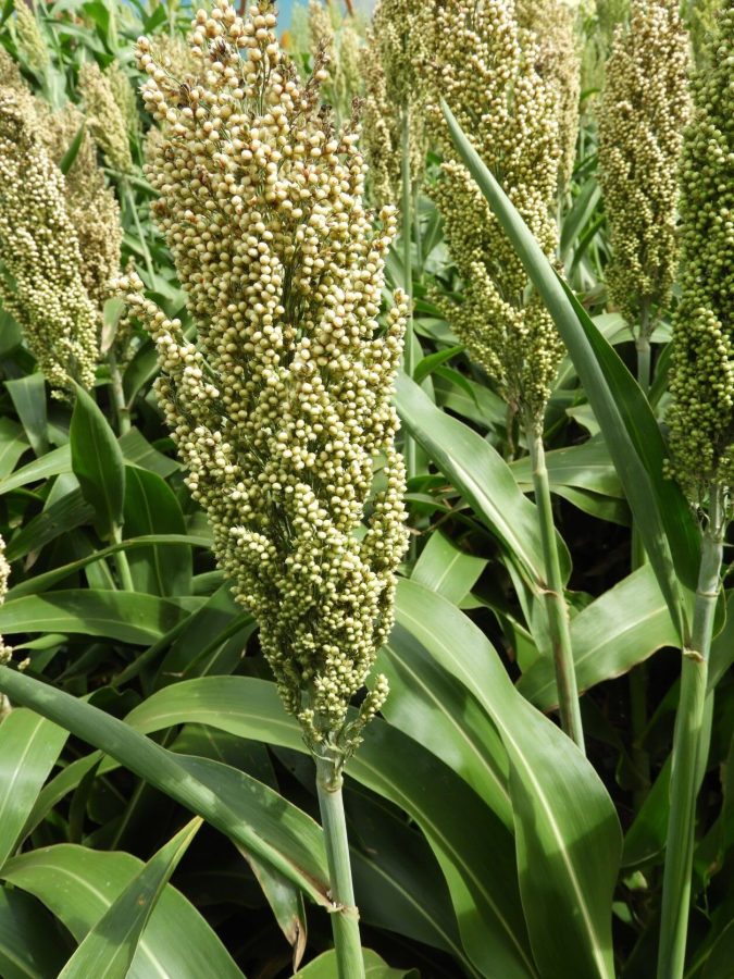 MT:  Dispara a produção de sorgo no Brasil; Mato Grosso tem incremento expressivo de área