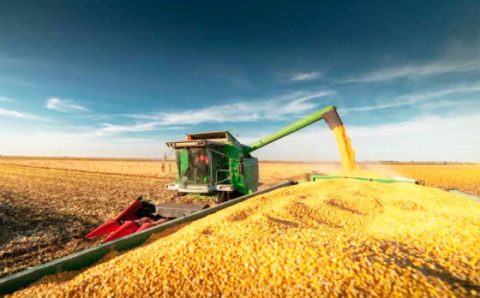 AGRO:  Alta na produção de milho sustenta crescimento do mercado de etanol