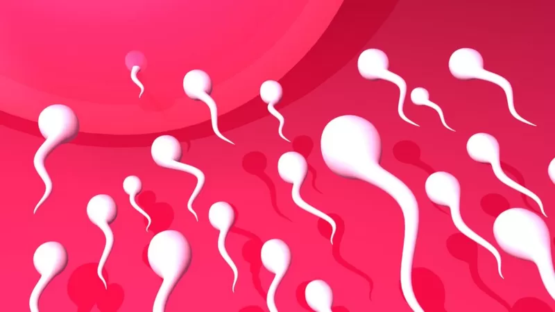 Como acontece a fecundação? A nova visão da Ciência sobre a corrida dos espermatozoides ao óvulo