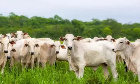 CONFIRA ONDE ESTÃO OS 20 MAIORES REBANHOS BOVINOS DO BRASIL:  Vila Rica tem o 20° maior rebanho bovino do Brasil e o 7° de Mato Grosso