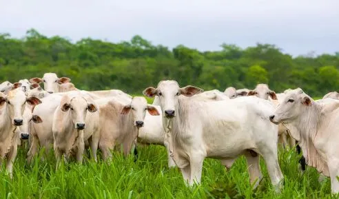 CONFIRA ONDE ESTÃO OS 20 MAIORES REBANHOS BOVINOS DO BRASIL:  Vila Rica tem o 20° maior rebanho bovino do Brasil e o 7° de Mato Grosso