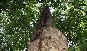 Árvore foi encontrada no município de Branquinhas, em Alagoas